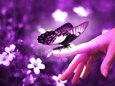 1311831646_1600x1200_delicate_purple_butterfly_wallpaper.jpg